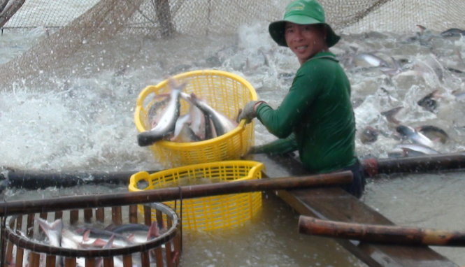 Hộ dân nuôi cá tra điêu đứng vì khoản vay không được đáo hạn
